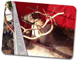 reindeer railings